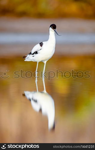 Beautiful pied avocet, Recurvirostra avosetta on the waters of the Bay of Cadiz. Pied Avocet, Recurvirostra avosetta