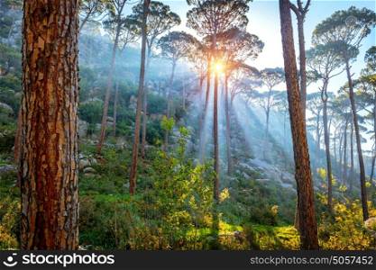 Beautiful pine forest, amazing landscape of mountainous woodland, bright rays of a morning sun break through trees trunks, beauty of wild nature