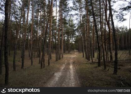 beautiful pine forest and the road through the forest