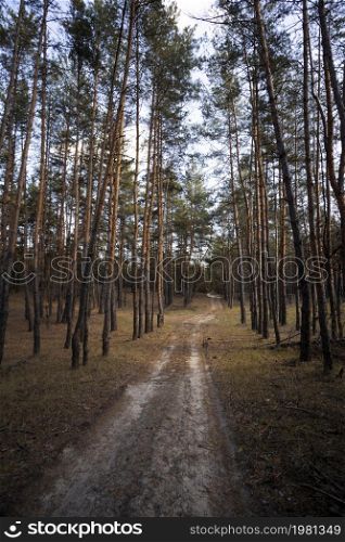 beautiful pine forest and the road through the forest