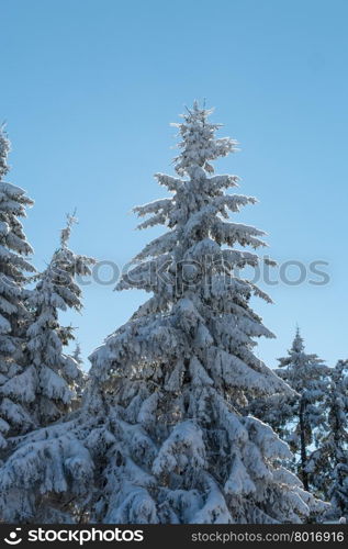 Beautiful pine forest covered with snow on a sunny winter day