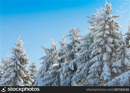 Beautiful pine forest covered with snow on a sunny winter day