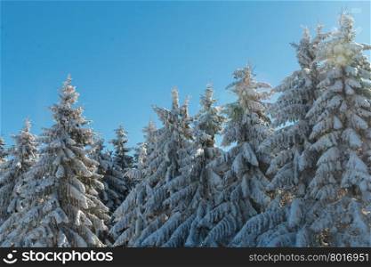 Beautiful pine forest covered with snow on a sunny winter day
