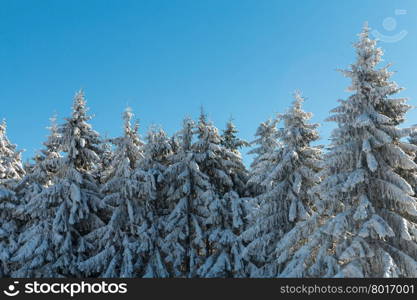 Beautiful pine forest covered with snow on a sunny winter day