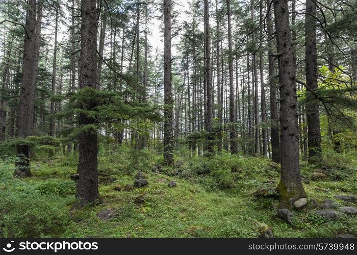 Beautiful pine forest in Manali, Himachal Pradesh, India&#xA;