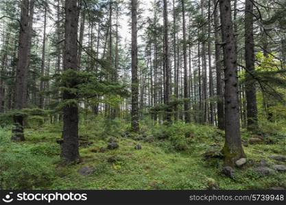 Beautiful pine forest in Manali, Himachal Pradesh, India&#xA;