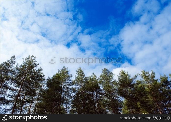beautiful pine forest landscape with the sky
