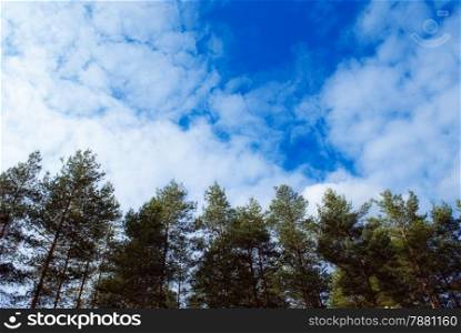 beautiful pine forest landscape with the sky