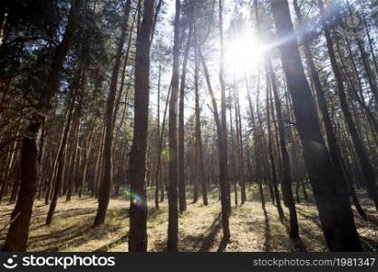 beautiful pine forest on a bright autumn day