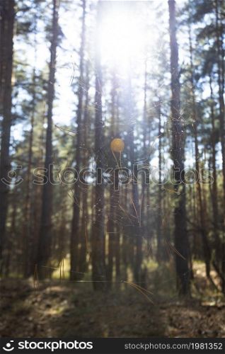 beautiful pine forest on a bright autumn day and the spider web in the foreground
