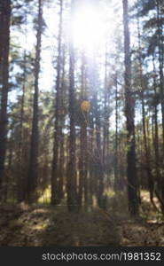 beautiful pine forest on a bright autumn day and the spider web in the foreground