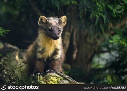 Beautiful pine martin martes martes on branch in tree