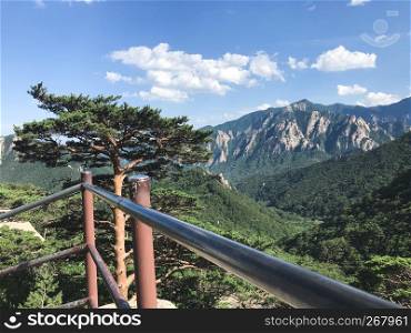 Beautiful pine tree and high mountain on the background. Seoraksan National Park. South Korea