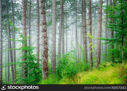Beautiful pine tree forest, abstract natural background, misty woods in the morning, amazing nature of Italy