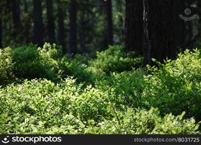 Beautiful pine tree forest with the ground covered of fresh green blueberry bushes