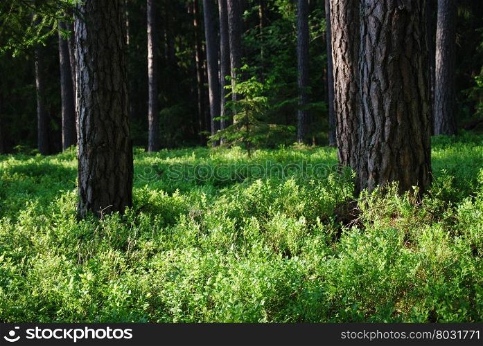 Beautiful pine tree forest with the ground covered of fresh green blueberry bushes