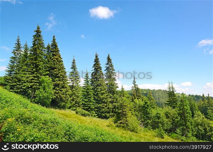Beautiful pine trees in mountains.