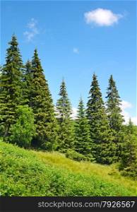 Beautiful pine trees in mountains.