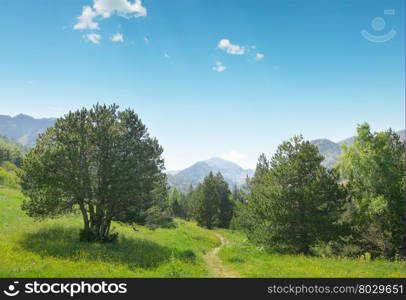 Beautiful pine trees on background high mountains.