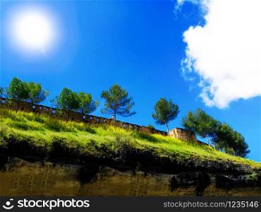 Beautiful pine trees on background high mountains. Carpathian mountains summer landscape.. Beautiful pine trees on background high mountains.