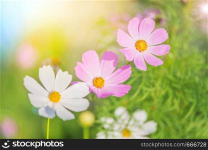 Beautiful pink and white Cosmos flowers surrounded by green grass blooming in outdoor garden in the early morning