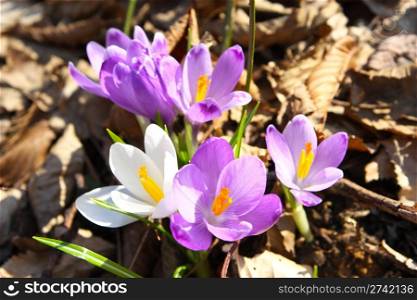 Beautiful pink and white saffron spring flowers amid dried leaves