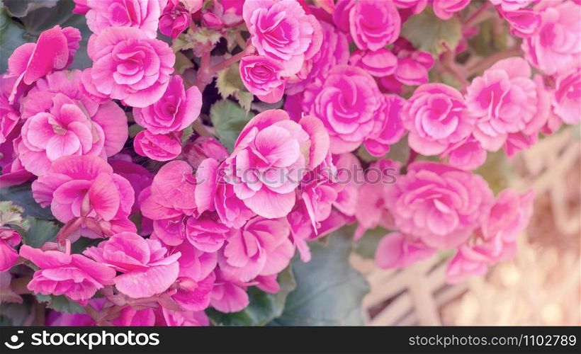 beautiful pink begonias in the garden, pastel color.