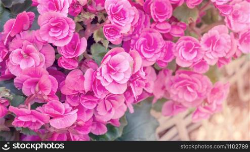 beautiful pink begonias in the garden, pastel color.
