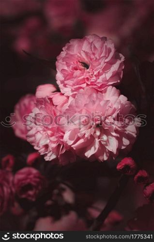 beautiful pink blossom flowers in springtime