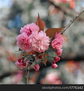 beautiful pink blossom flowers in springtime