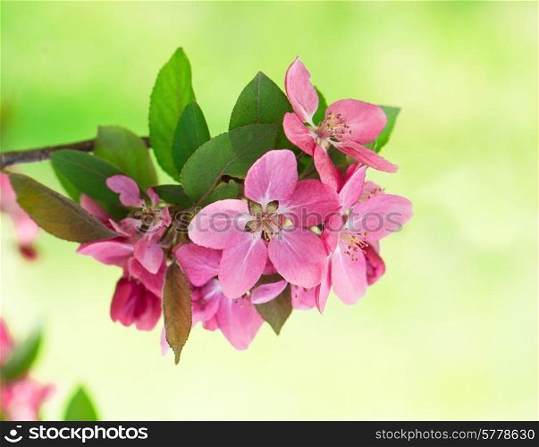 beautiful pink blossoming of apple tree flowers on natural green background. selective focus