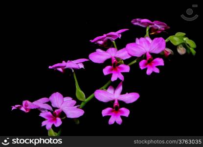 Beautiful pink Calanthe, Calanthe rubens, terrestial orchid