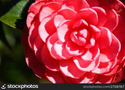 Beautiful pink camellia blossom in spring (Camellia japomica).