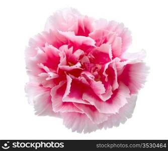 Beautiful pink carnation isolated on white background