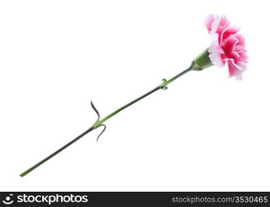 Beautiful pink carnation isolated on white background.Image from two pictures. The file has native resolution.