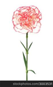 Beautiful pink carnation on a white background