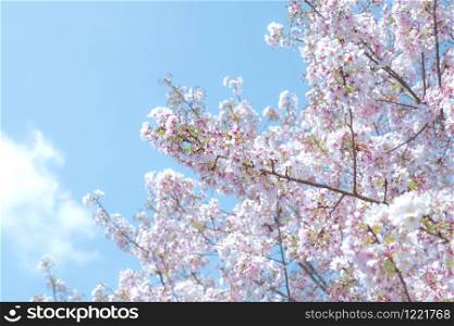Beautiful pink Cherry Blossom or Sakura flower on nature