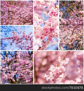 Beautiful pink cherry blossom (Sakura)