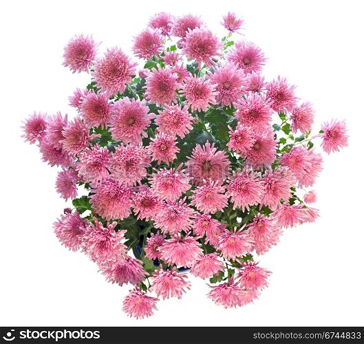 Beautiful pink chrysanthemum in flowerpot isolated on white background. Two shots stitch image.