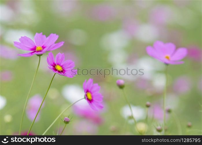 beautiful pink cosmos flower against natural green blur background