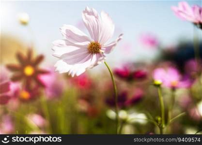 Beautiful pink cosmos flower blooming in the garden with soft color tone for nature concept
