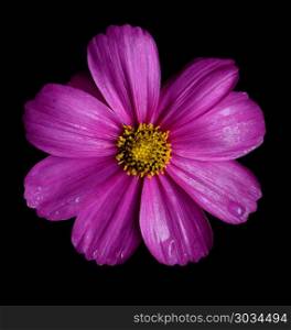 Beautiful Pink Cosmos Flower isolated on black background