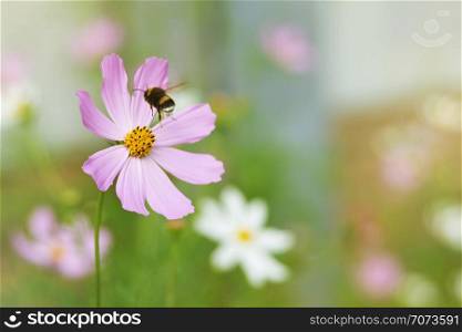 Beautiful pink cosmos flower on spring flowerbed and flying bumblebee in green nature macro on soft blurry light background. Concept spring ore summer, elegant gentle artistic image with copy space