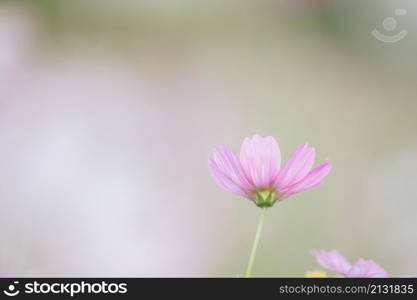 beautiful pink cosmos flowers in close up