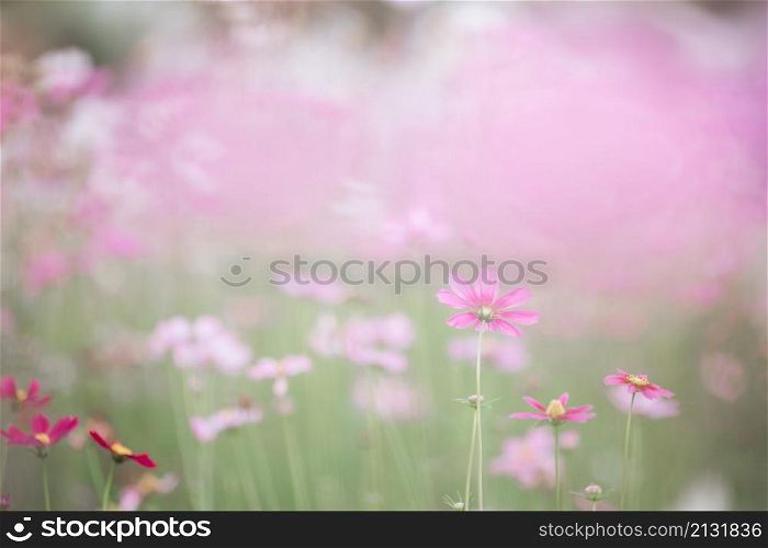 beautiful pink cosmos flowers in close up
