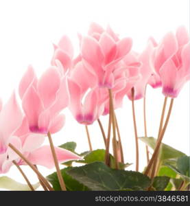 Beautiful pink Cyclamen flower on white background.