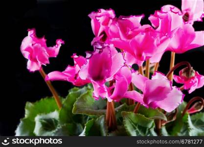 Beautiful pink Cyclamen over a black background