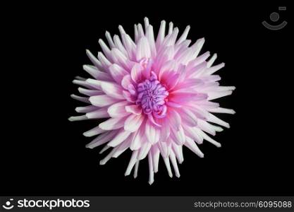 beautiful pink dahlia flower isolated on black background with rain drops in garden