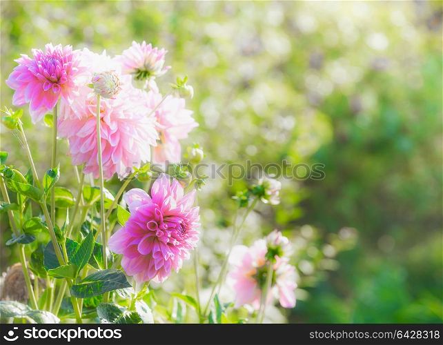 Beautiful pink dahlia flowers in summer garden, outdoor nature