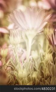 Beautiful pink daisy flowers, fresh floral background, wildflowers glade, spring season, soft focus